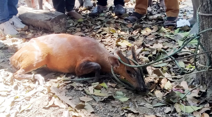 লোকালয়ে আসা মায়া হরিণ লাউয়াছড়ায় অবমুক্ত